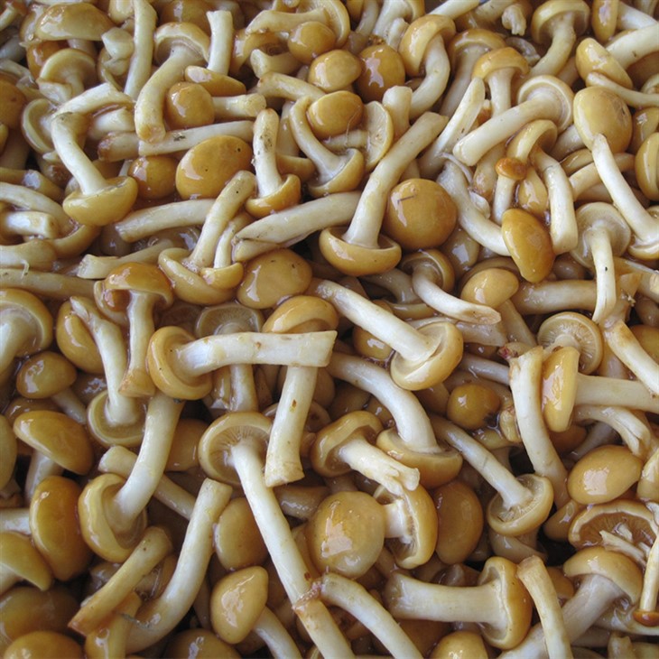 Nameko Mushroom